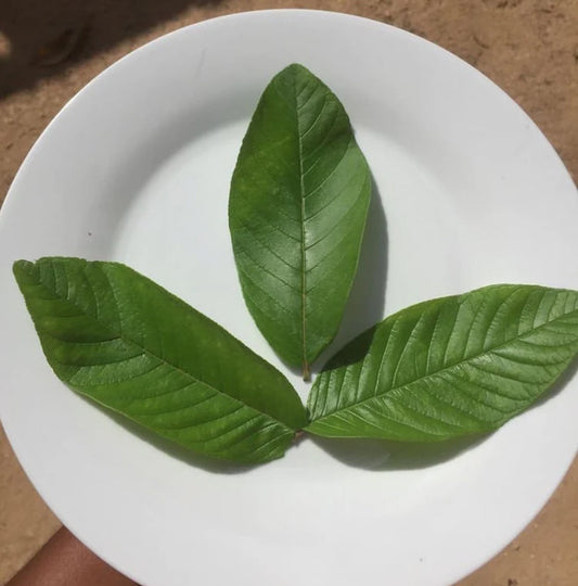 Guava Leaves- Tea